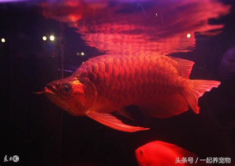 紅龍魚可以吃嗎|【紅龍魚可以吃嗎】怒炸「超貴紅龍魚」！貴婦火大：龍魚能吃。